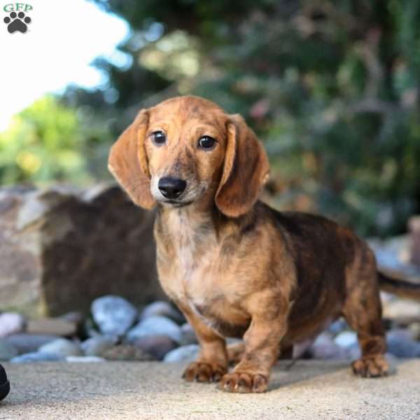 Long John, Dachshund Puppy